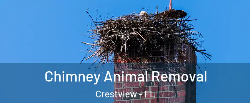  Chimney Animal Removal Crestview - FL