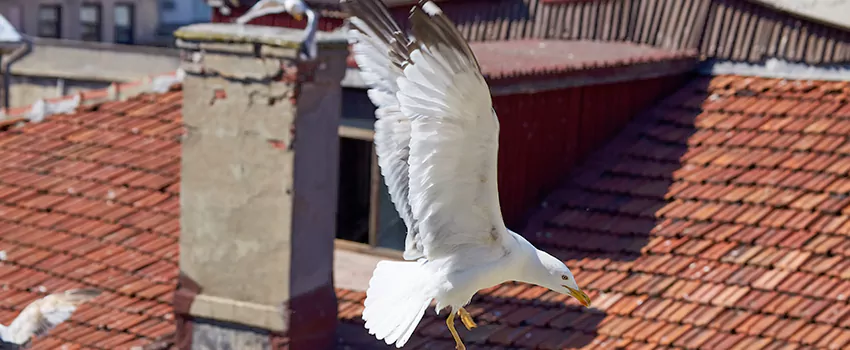 Residential Chimney Animal Removal Solution in Crestview, FL